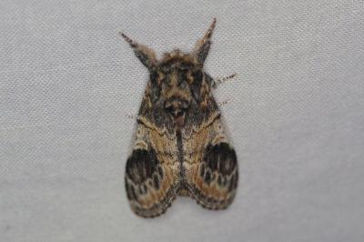 <i>Notodonta tritophus</i>