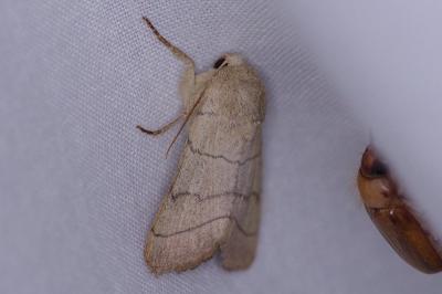 <i>Charanyca trigrammica</i>