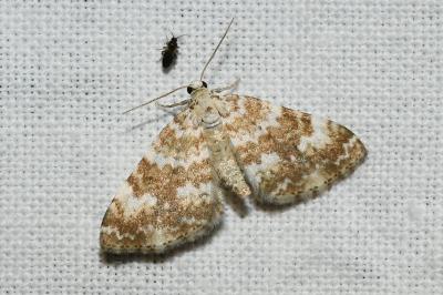 <i>Perizoma flavofasciata</i>