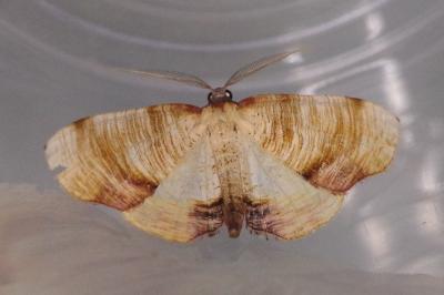 <i>Plagodis dolabraria</i>