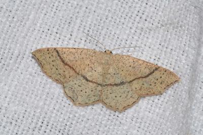 <i>Cyclophora punctaria</i>