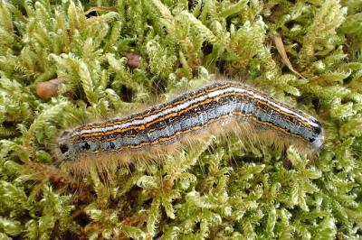 <i>Malacosoma neustria</i>
