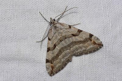 <i>Aplocera plagiata</i>