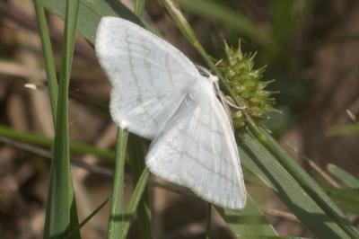 <i>Cabera pusaria</i>