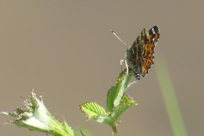 <i>Araschnia levana</i>