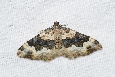 <i>Epirrhoe galiata</i>
