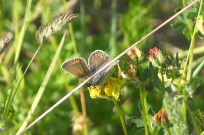 <i>Polyommatus icarus</i>