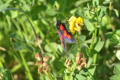 <i>Zygaena trifolii</i>