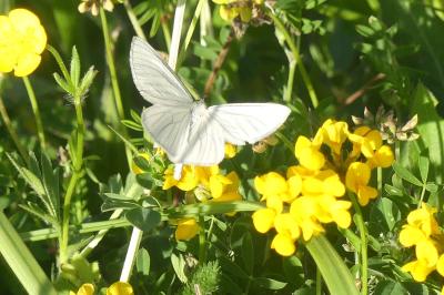 <i>Siona lineata</i>