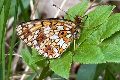 <i>Boloria selene</i>