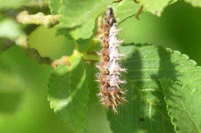 <i>Polygonia c-album</i>