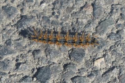 <i>Nymphalis polychloros</i>