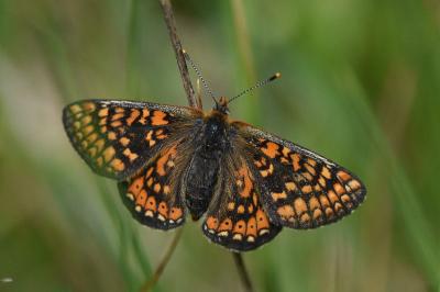 <i>Euphydryas aurinia</i>