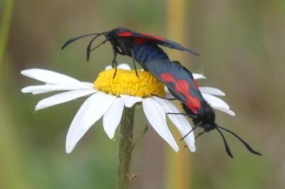 <i>Zygaena trifolii</i>