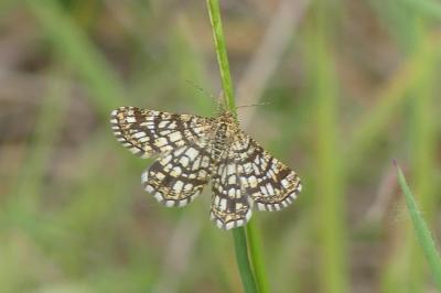 <i>Chiasmia clathrata</i>