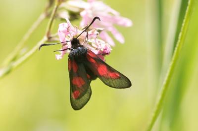 <i>Zygaena trifolii</i>