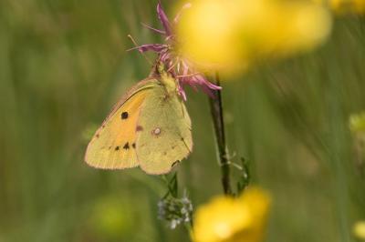 <i>Colias crocea</i>