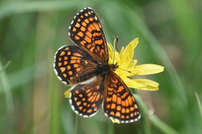 <i>Melitaea athalia</i>