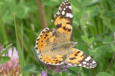 <i>Vanessa cardui</i>
