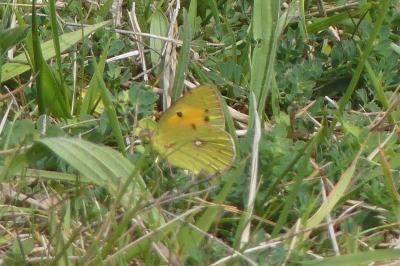 <i>Colias crocea</i>