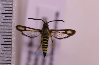 <i>Bembecia ichneumoniformis</i>