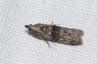 <i>Nephopterix angustella</i>