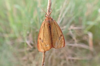 <i>Diacrisia sannio</i>