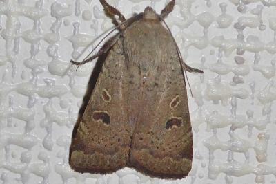 <i>Noctua comes</i>