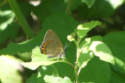 <i>Satyrium pruni</i>