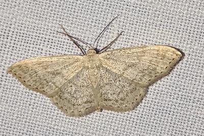 <i>Scopula</i>
