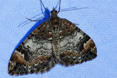 <i>Dysstroma truncata</i>