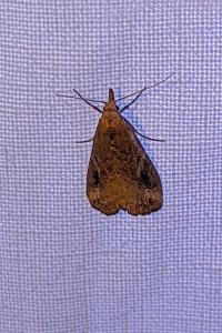 <i>Schrankia costaestrigalis</i>