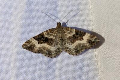 <i>Epirrhoe alternata</i>