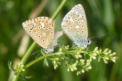 <i>Lysandra bellargus</i>