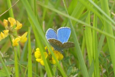 <i>Lysandra bellargus</i>
