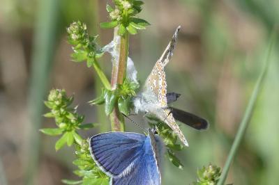 <i>Polyommatus icarus</i>