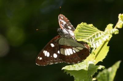 <i>Limenitis reducta</i>