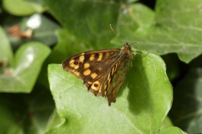 <i>Pararge aegeria</i>