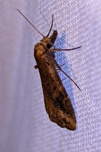 <i>Schrankia costaestrigalis</i>