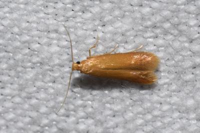 <i>Tischeria</i>