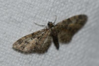 <i>Eupithecia abbreviata</i>