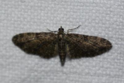 <i>Eupithecia abbreviata</i>