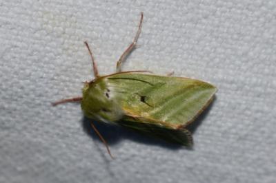 <i>Pseudoips prasinanus</i>