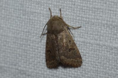 <i>Orthosia cruda</i>