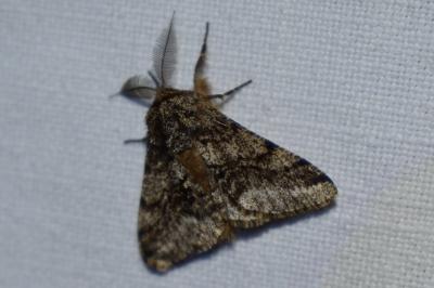 <i>Lycia hirtaria</i>