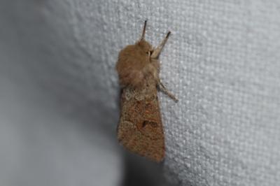 <i>Orthosia miniosa</i>