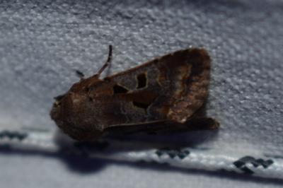 <i>Orthosia gothica</i>