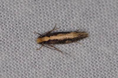 <i>Monopis crocicapitella</i>