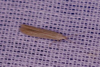 <i>Coleophora</i>