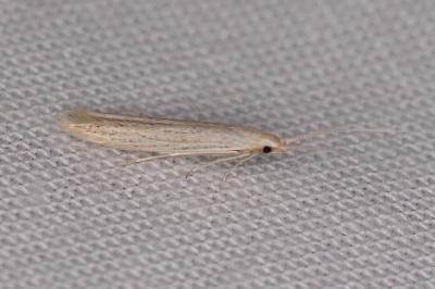 <i>Coleophora</i>